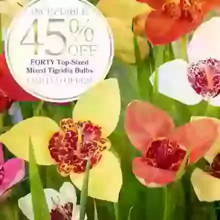 40 Tigridia Special Offer 45 Percent Off